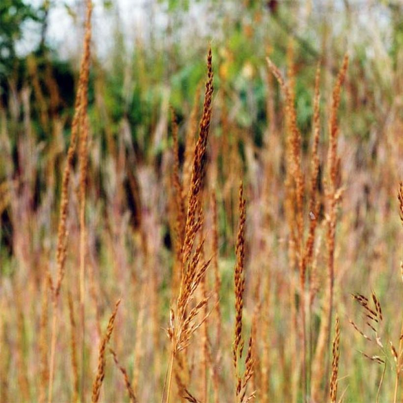 Sorghastrum nutans - Indianergras (Blüte)