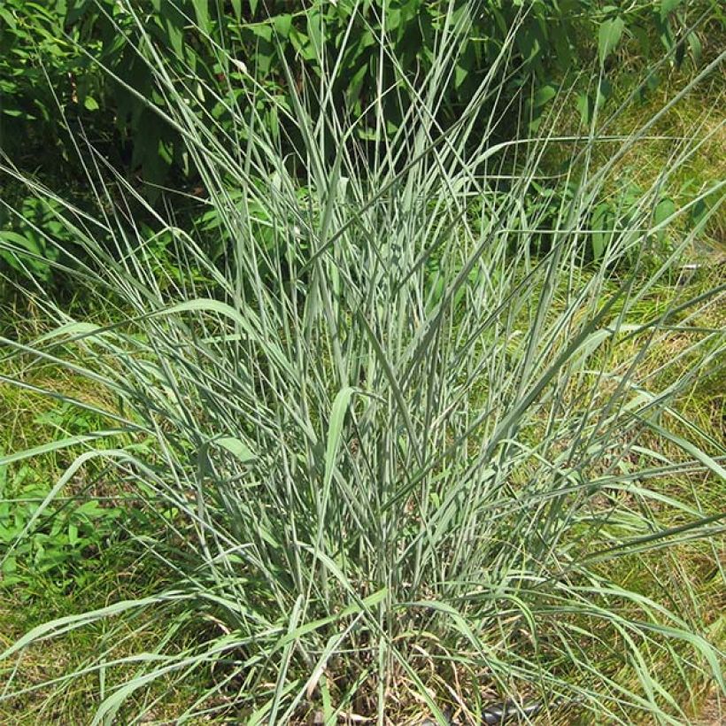 Sorghastrum nutans - Indianergras (Hafen)