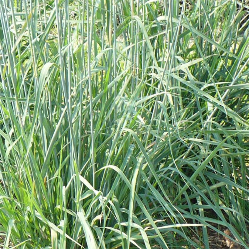 Sorghastrum nutans Sioux Blue - Indianergras (Laub)