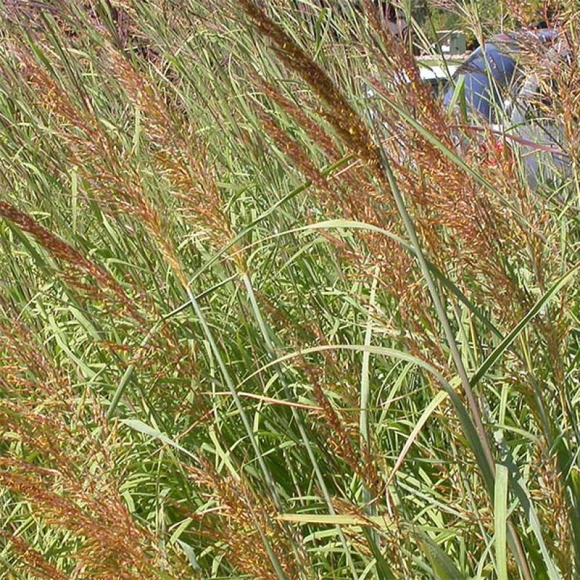 Sorghastrum nutans Sioux Blue - Indianergras (Blüte)