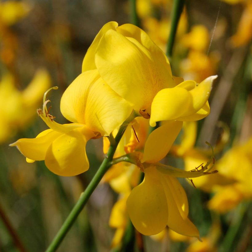 Spartium junceum - Pfriemenginster (Blüte)