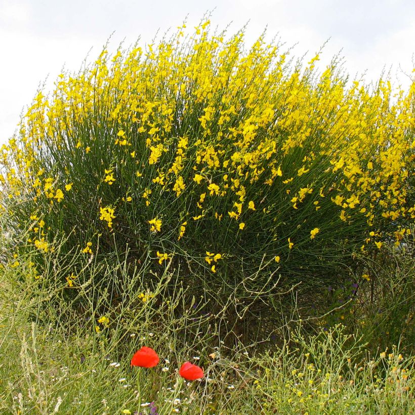 Spartium junceum - Pfriemenginster (Hafen)