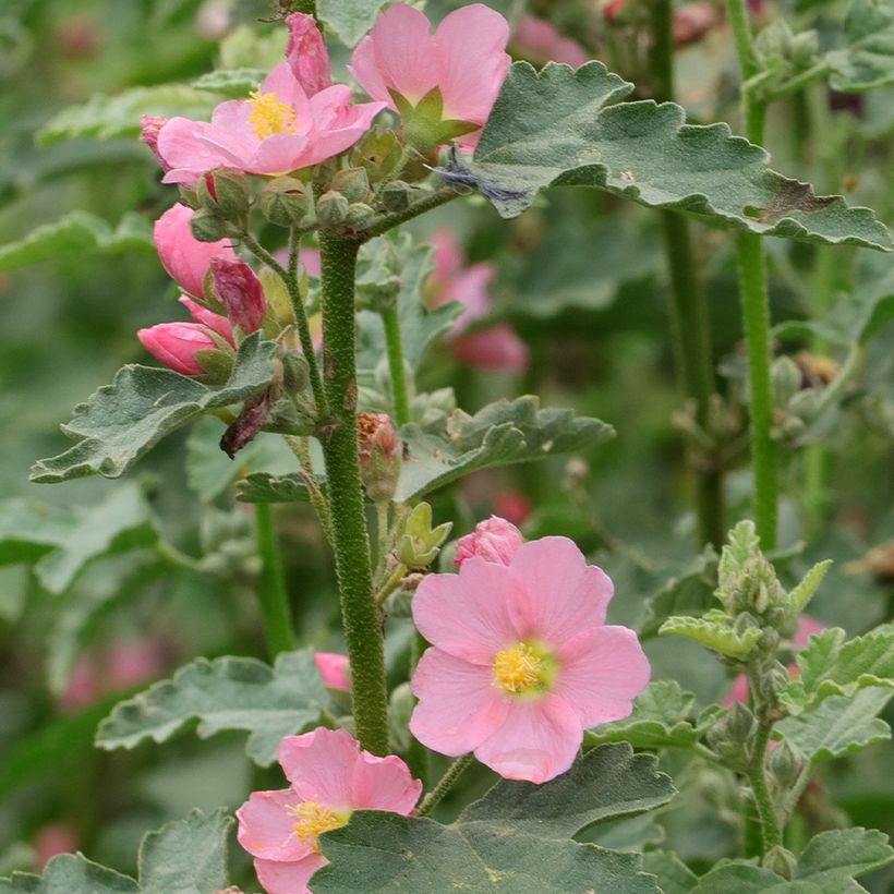 Sphaeralcea Charmeuse - Kugelmalve (Blüte)