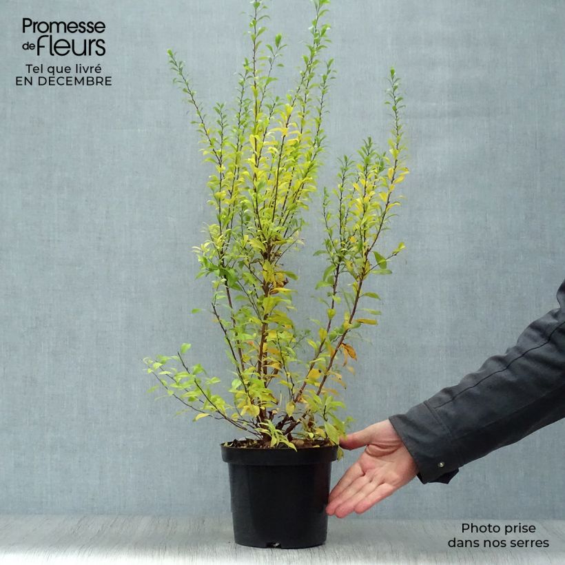 Exemplar von Spiraea thunbergii Fujino Pink - Spirée de Thunberg Pot de 3L/4L wie im Winter geliefert