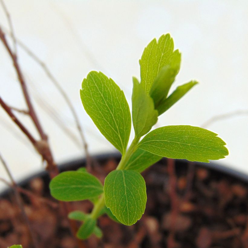 Braut-Spierstrauch Alba - Spiraea arguta (Laub)