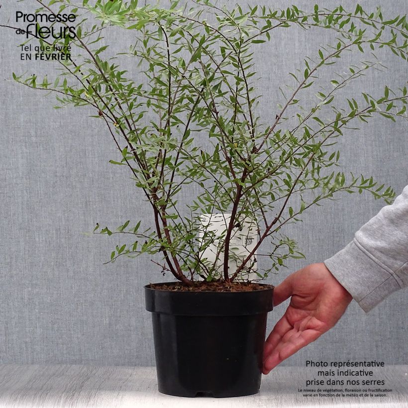 Exemplar von Spiraea arguta - Spirée blanche en pot de 3/4L wie im Herbst geliefert