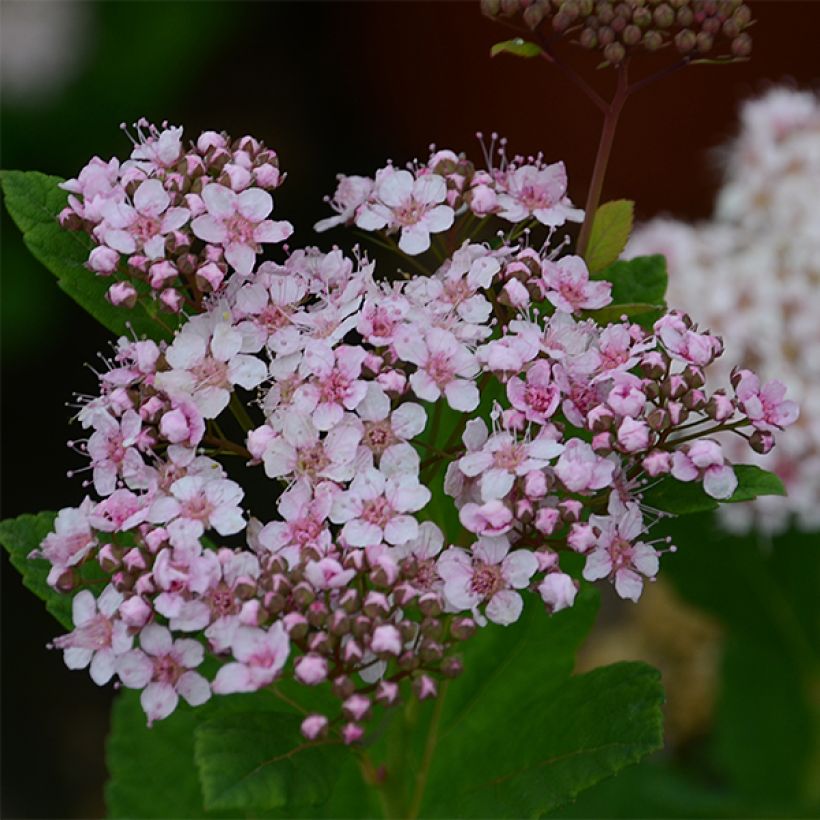 Birkenblättrige Spiere Pink Sparkler - Spiraea betulifolia (Blüte)