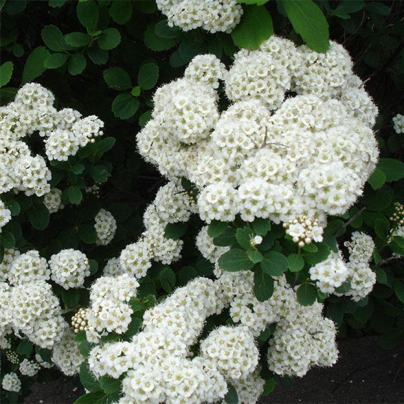 Birkenblättrige Spiere Tor - Spiraea betulifolia (Blüte)