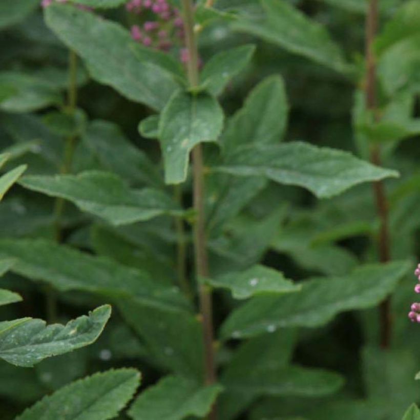 Billiards Spierstrauch - Spiraea billiardii (Laub)