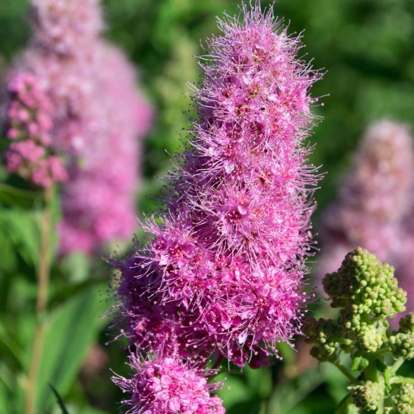 Billiards Spierstrauch - Spiraea billiardii (Blüte)