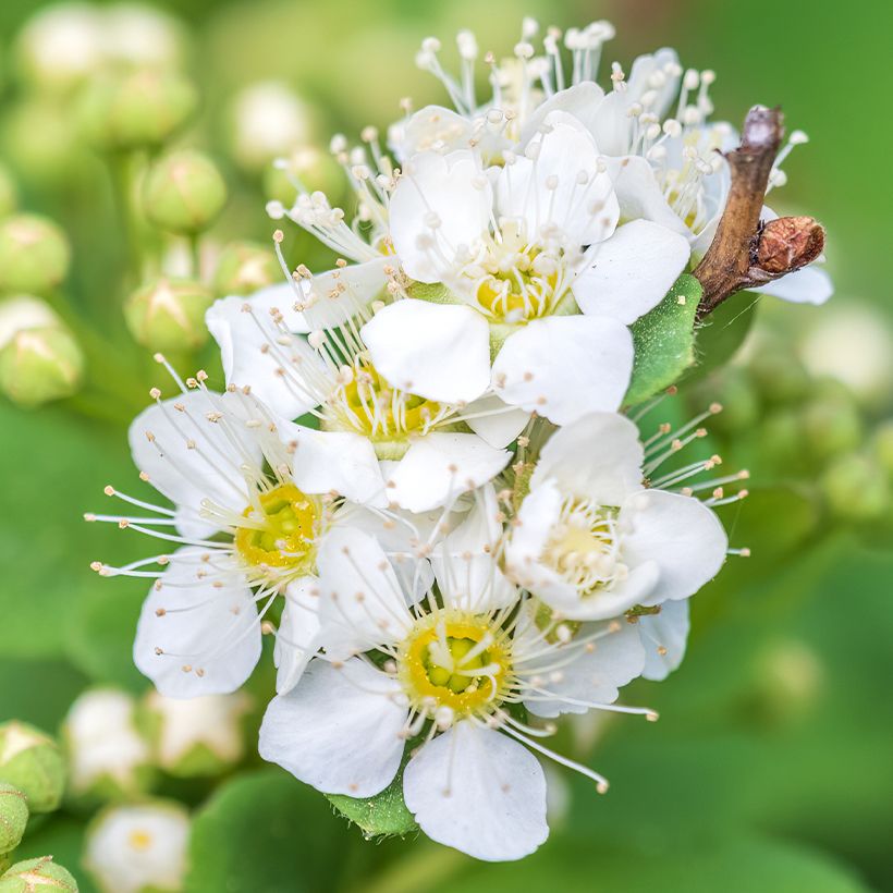 Gamander-Spierstrauch - Spiraea chamaedryfolia (Blüte)