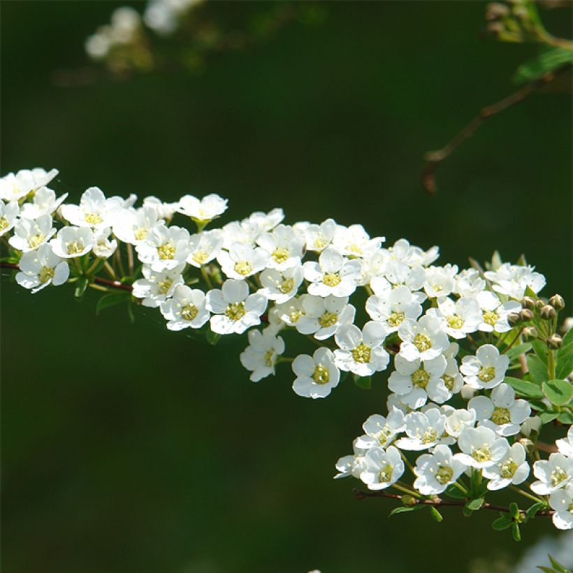 Weiße Rispenspiere Grefsheim - Spiraea cinerea (Blüte)