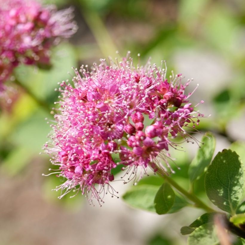 Dichtblütiger Spierstrauch - Spiraea densiflora (Blüte)