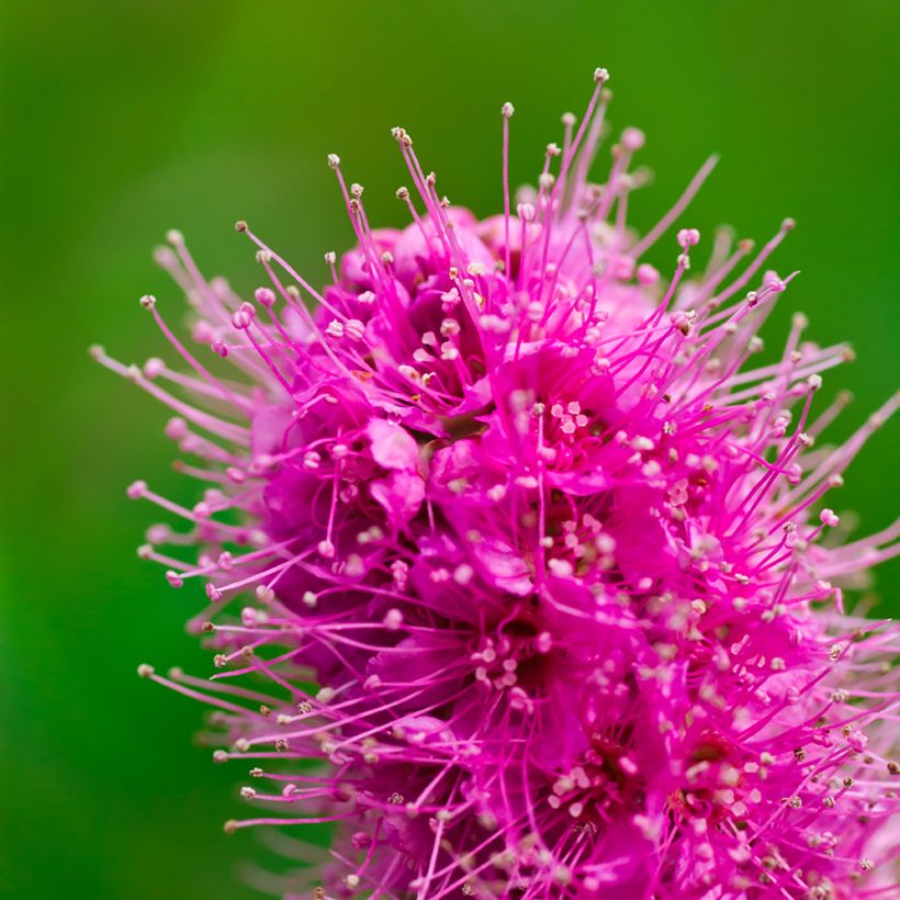 Douglas-Spierstrauch - Spiraea douglasii (Blüte)