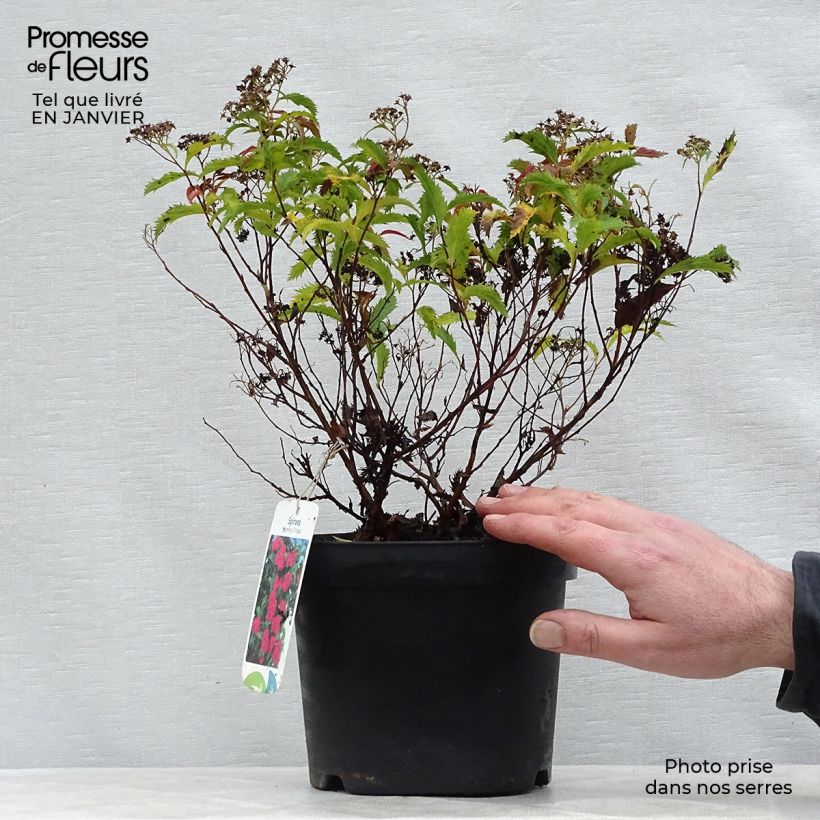 Exemplar von Spirée japonaise Crispa - Spiraea japonica 20/30cm en pot de 2L/3L wie im Winter geliefert