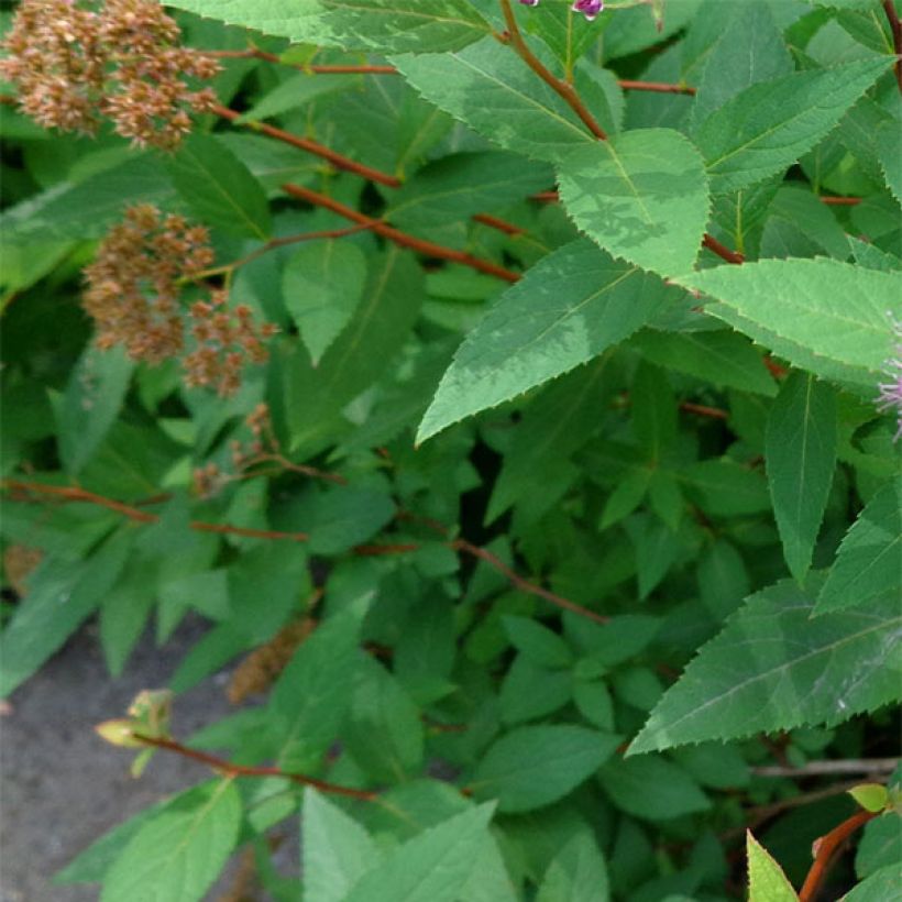 Sommerspiere Double Play Artist - Spiraea japonica (Laub)