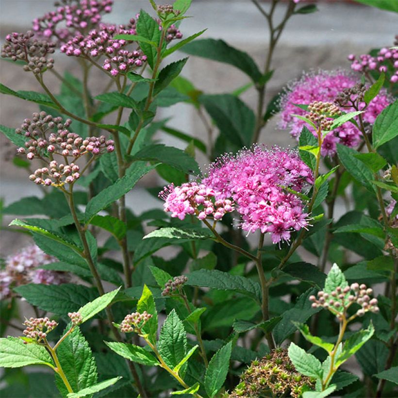 Sommerspiere Double Play Artist - Spiraea japonica (Blüte)