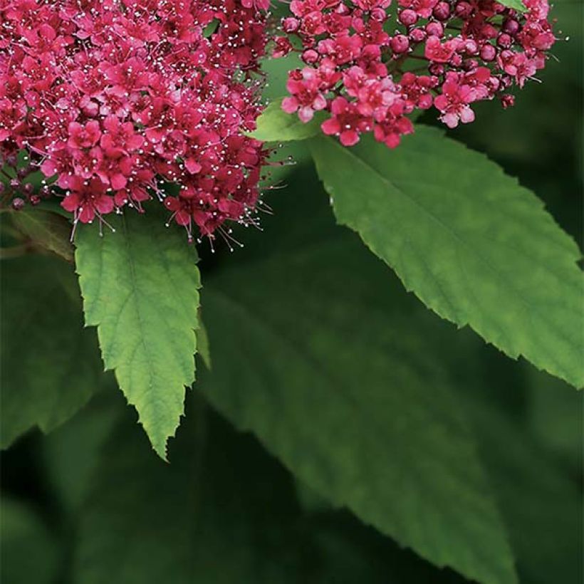 Sommerspiere Double Play Red - Spiraea japonica (Laub)