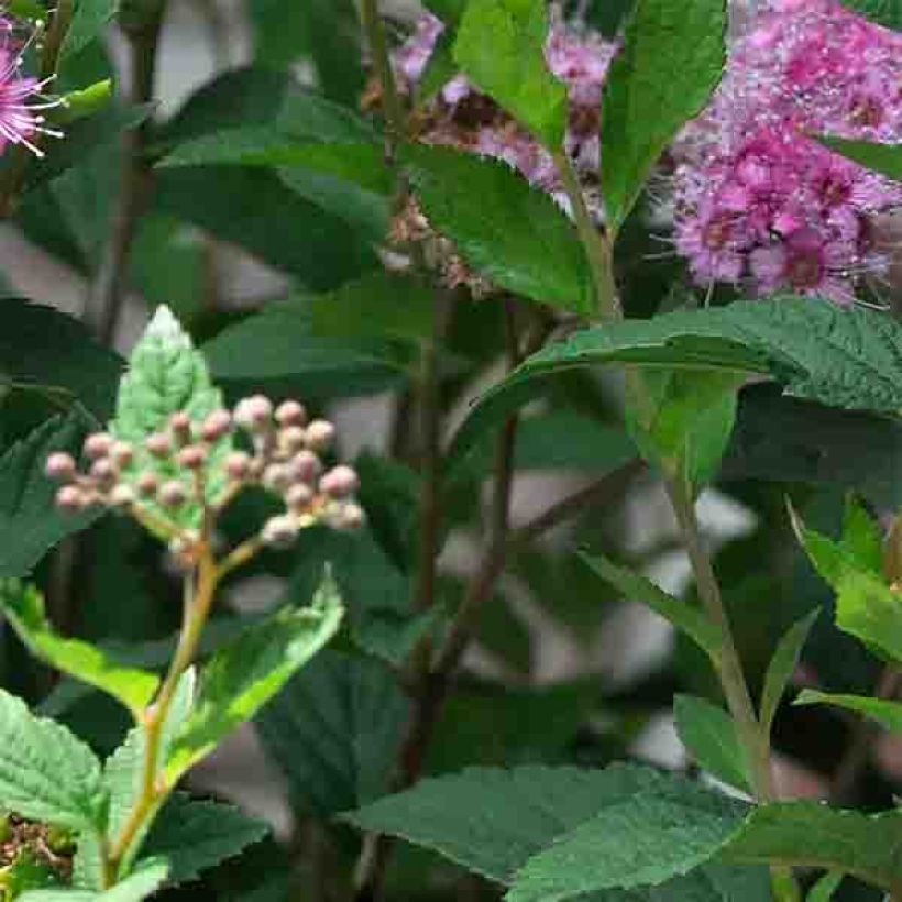 Sommerspiere Shirobana Genpei - Spiraea japonica (Laub)