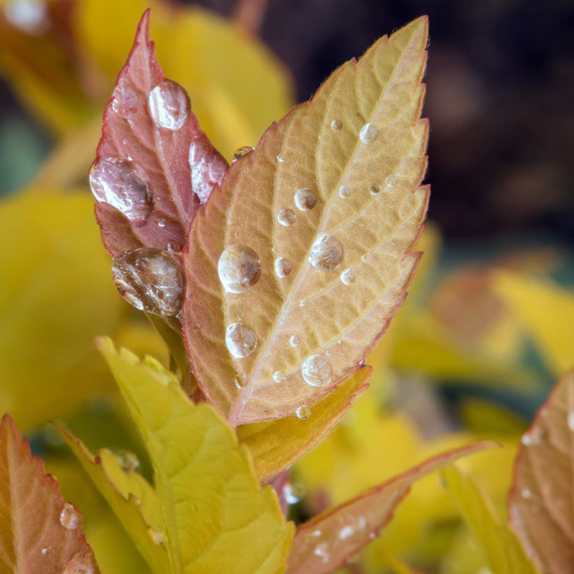 Sommerspiere Pink & Gold - Spiraea japonica (Laub)