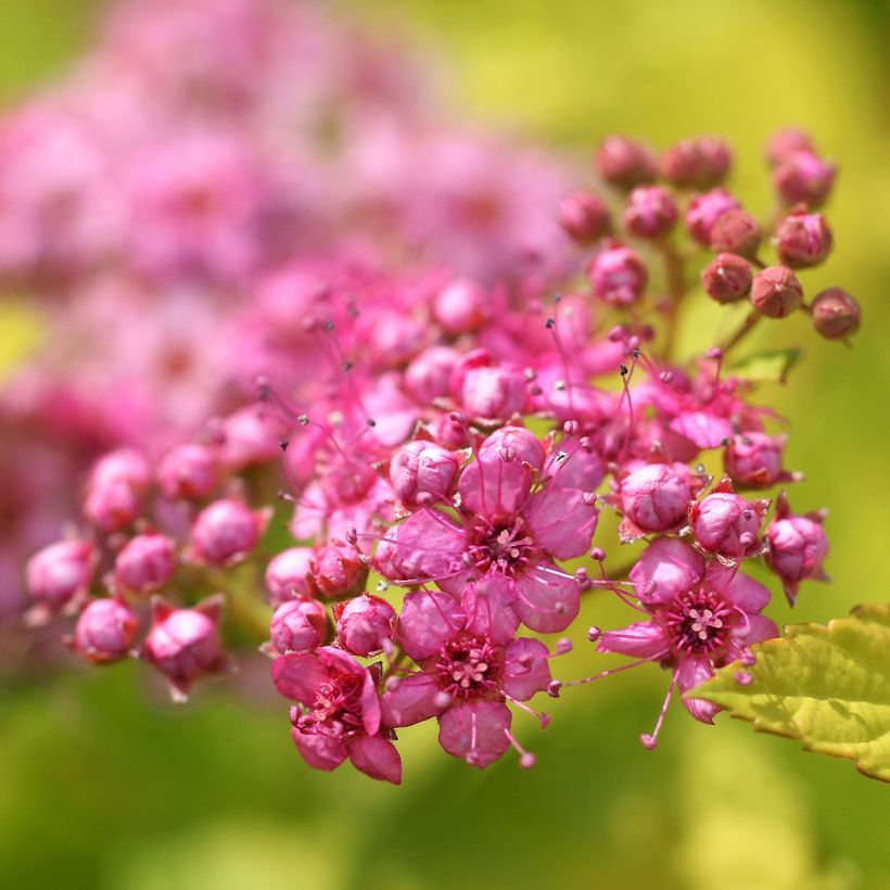 Sommerspiere Pink & Gold - Spiraea japonica (Blüte)