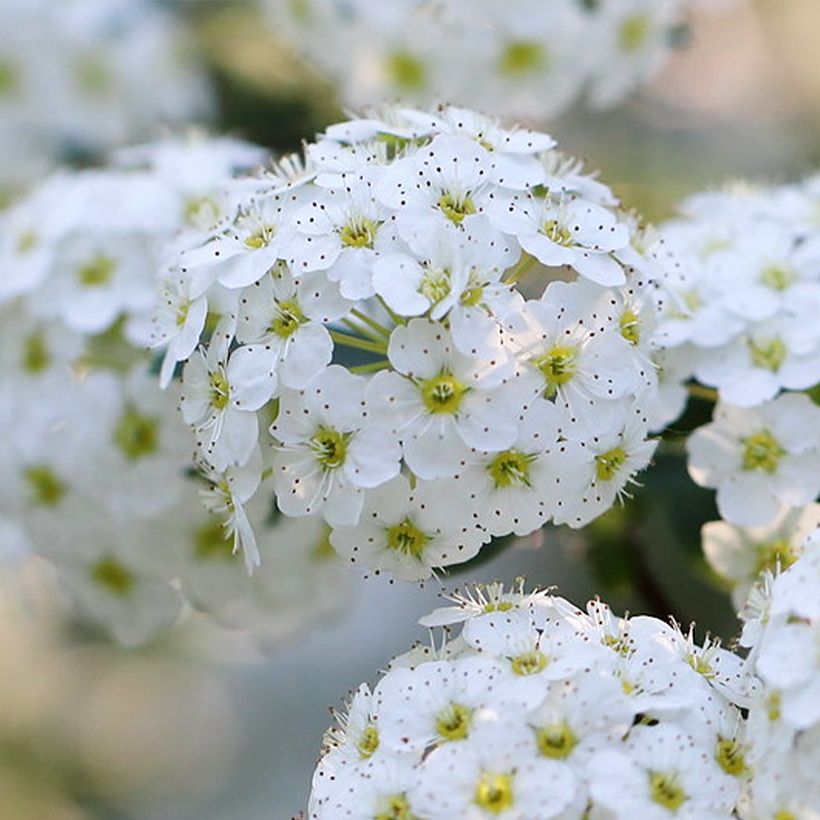 Japanische Strauchspiere June Bride - Spiraea nipponica (Blüte)