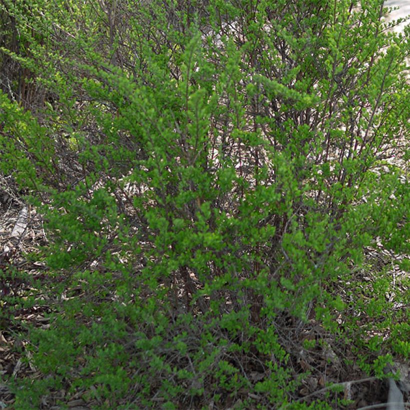 Japanische Strauchspiere Snowmound - Spiraea nipponica (Laub)