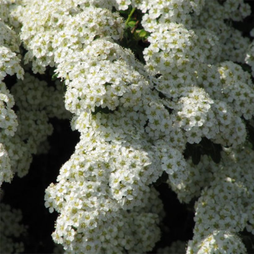 Japanische Strauchspiere Snowmound - Spiraea nipponica (Blüte)