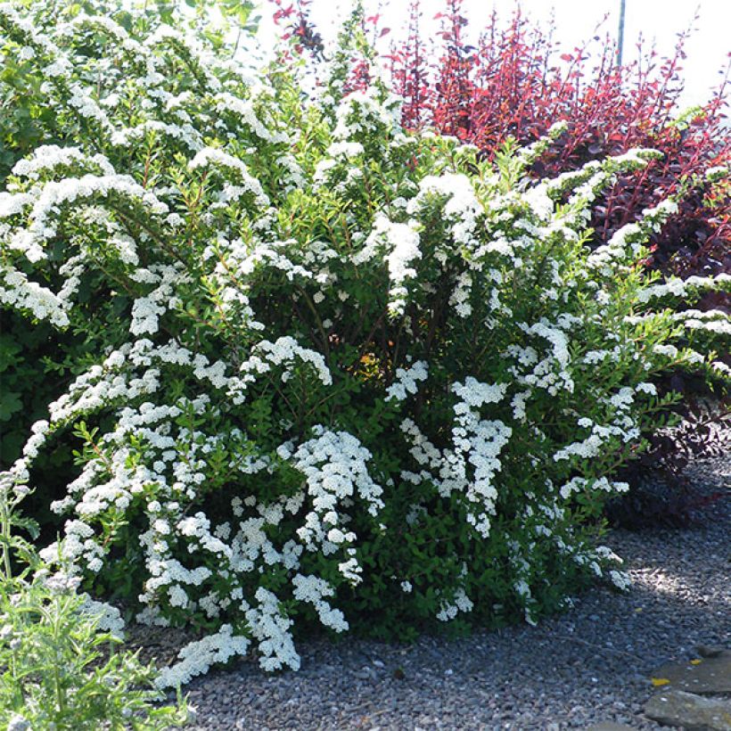 Japanische Strauchspiere Snowmound - Spiraea nipponica (Hafen)