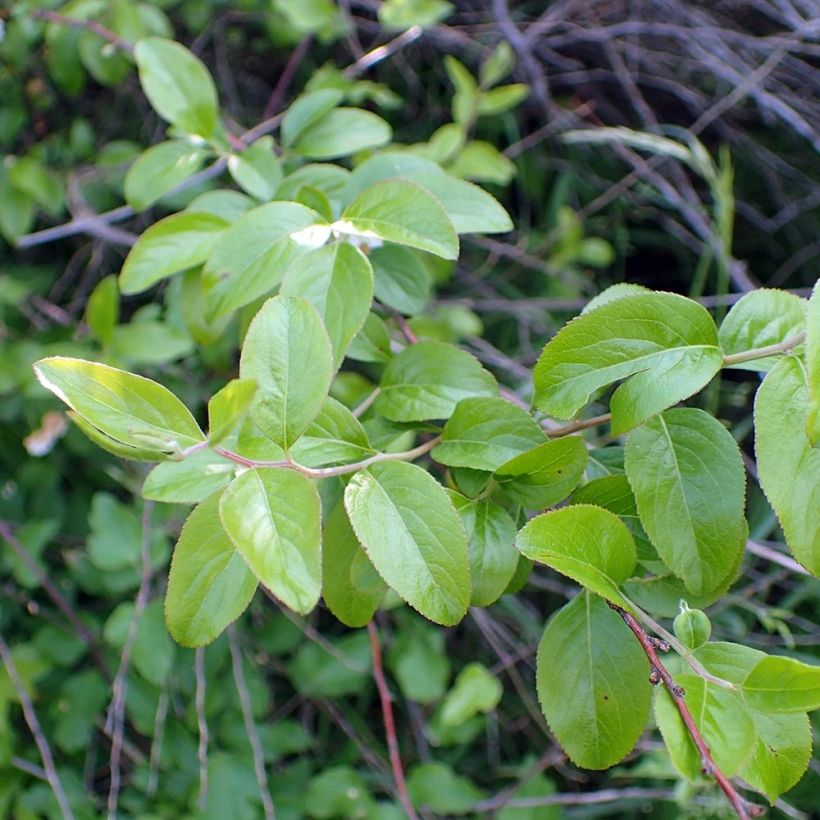 Pflaumenblättriger Spierstrauch - Spiraea prunifolia (Laub)