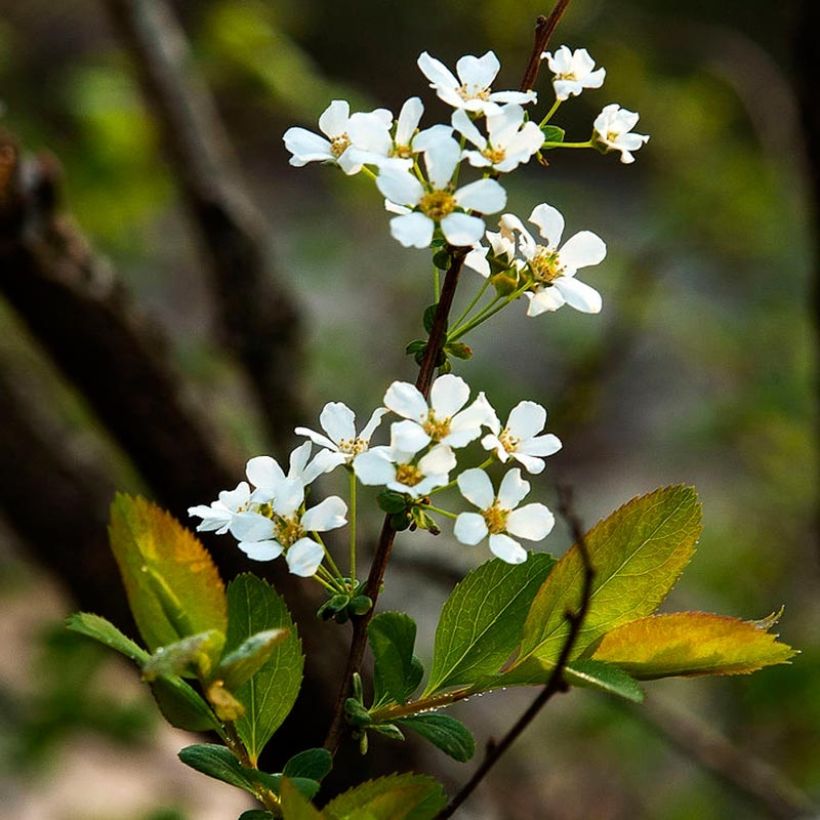 Pflaumenblättriger Spierstrauch - Spiraea prunifolia (Blüte)