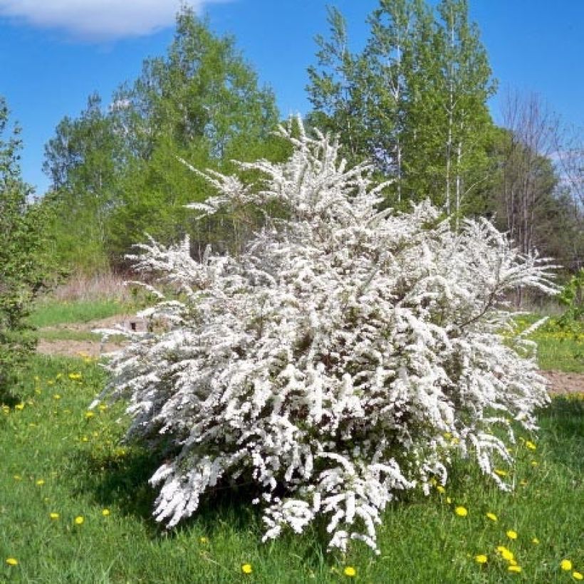 Pflaumenblättriger Spierstrauch - Spiraea prunifolia (Hafen)