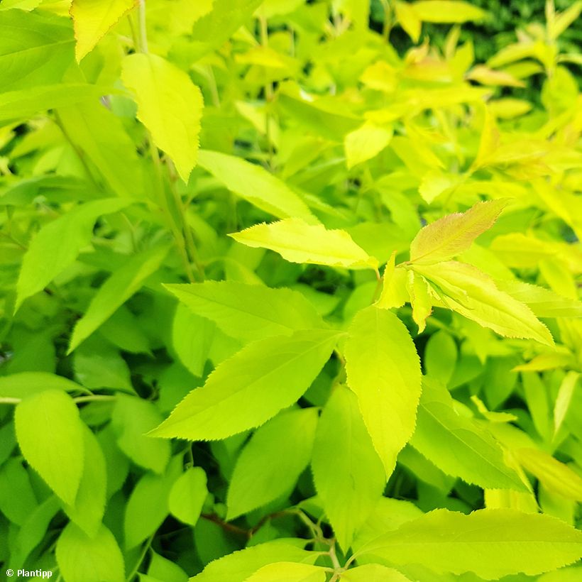 Pflaumenblättriger Spierstrauch Goldfire - Spiraea prunifolia (Laub)