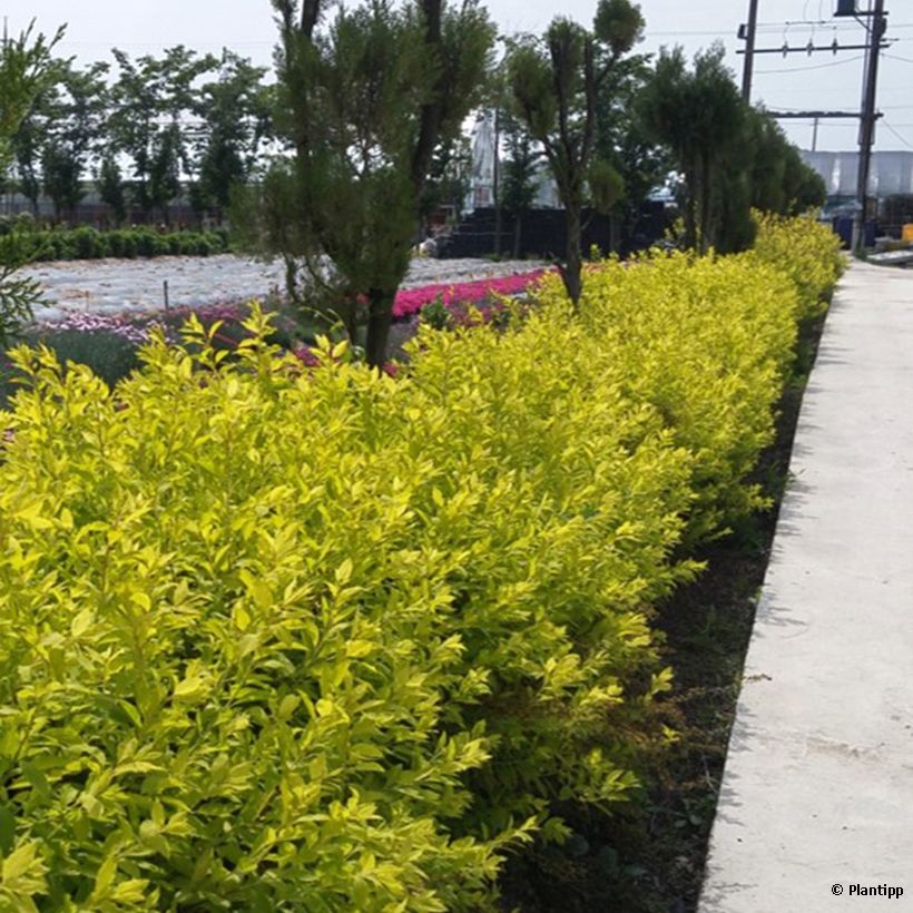 Pflaumenblättriger Spierstrauch Goldfire - Spiraea prunifolia (Hafen)