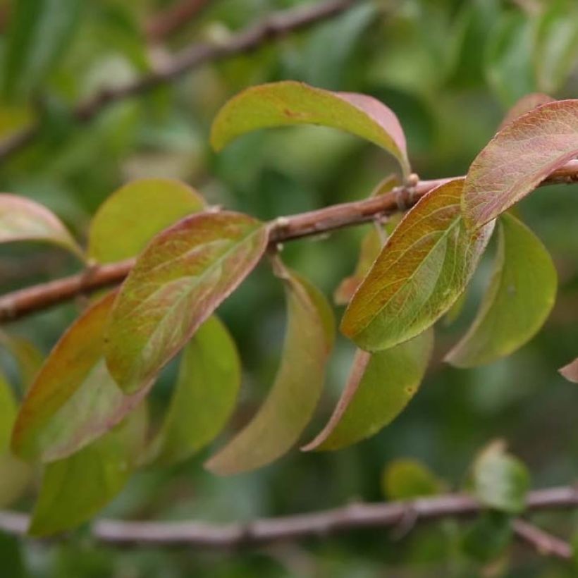 Pflaumenblättriger Spierstrauch Plena - Spiraea prunifolia (Laub)