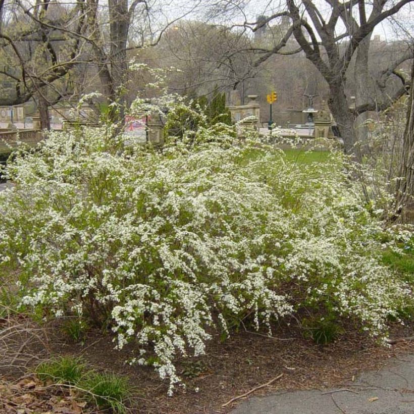 Pflaumenblättriger Spierstrauch Plena - Spiraea prunifolia (Hafen)