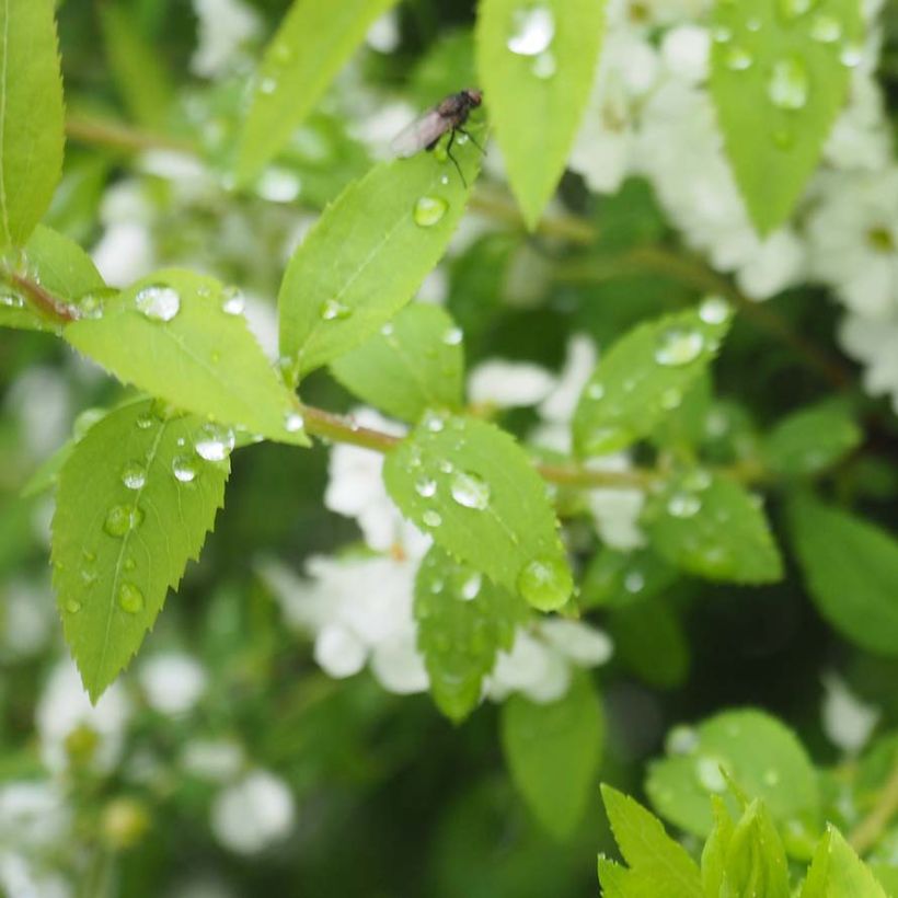 Frühlingsspiere - Spiraea thunbergii (Laub)