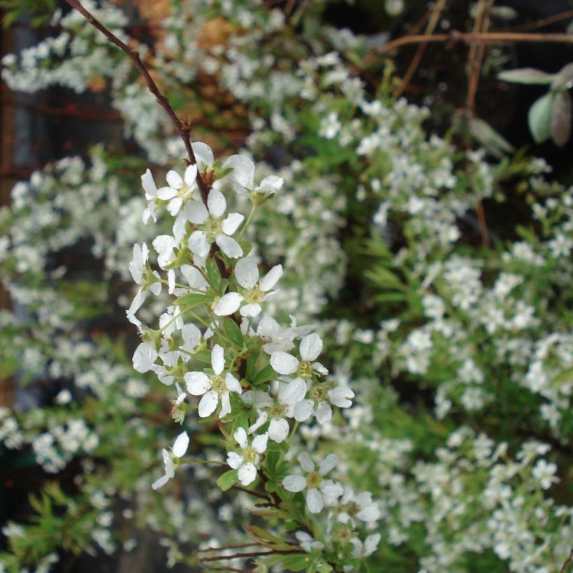 Frühlingsspiere - Spiraea thunbergii (Blüte)