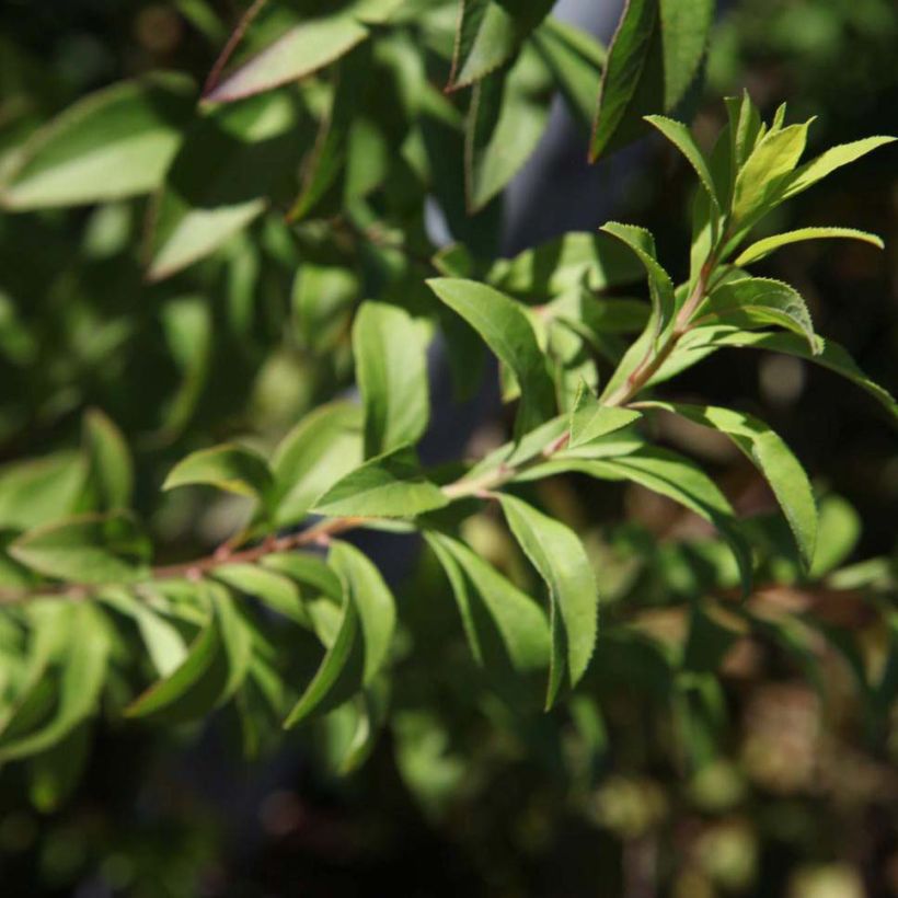 Frühlingsspiere Fujino Pink - Spiraea thunbergii (Laub)