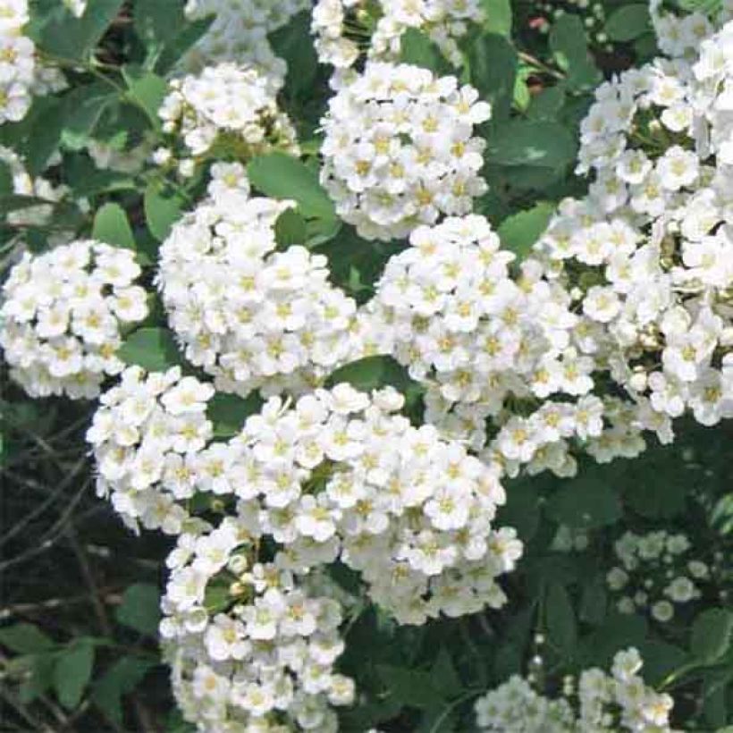 Spierstrauch - Spiraea vanhouttei (Blüte)