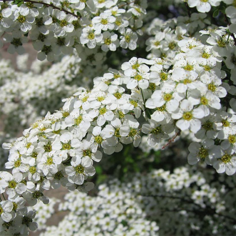 Spierstrauch Gold Fountain - Spiraea vanhouttei (Blüte)