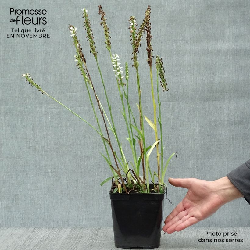 Exemplar von Spiranthes Chadd's Ford - Orchidée terrestre Pot de 2L/3L wie im Herbst geliefert