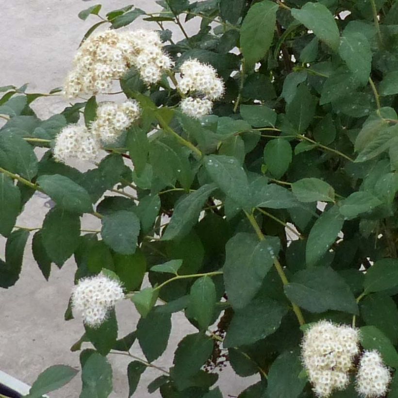 Sommerspiere Double Play Kazoo - Spiraea japonica (Blüte)