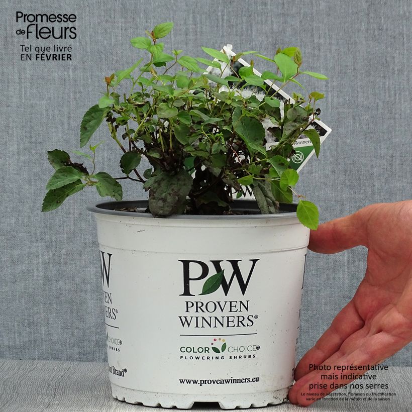 Exemplar von Spirée Double Play Blue Kazoo - Spiraea japonica Pot de 2L/3L wie im Herbst geliefert