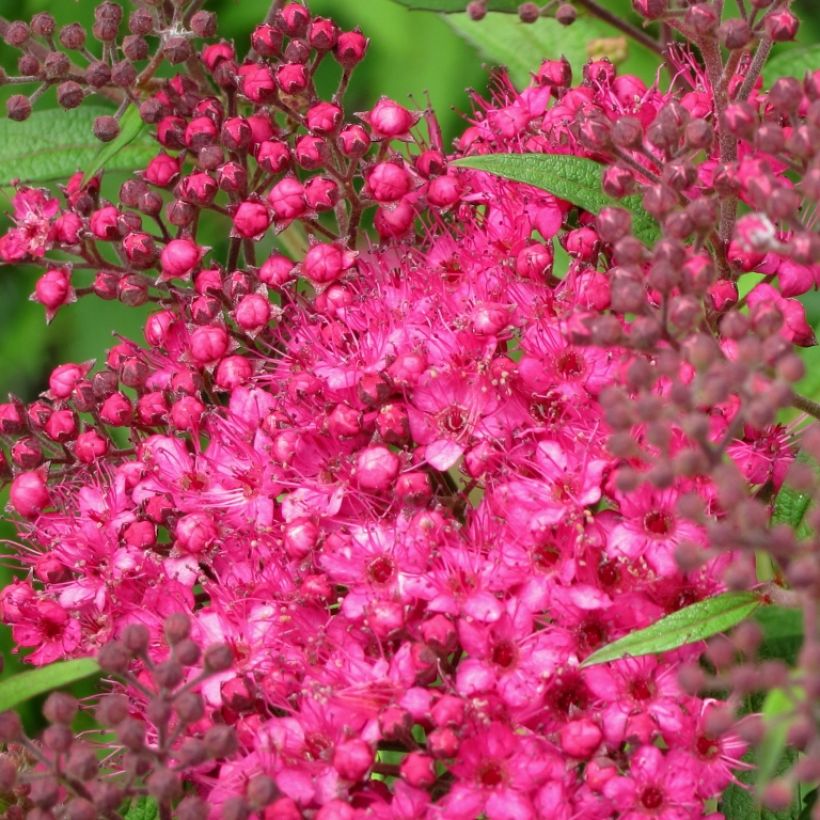 Sommerspiere Neon Flash - Spiraea japonica (Blüte)