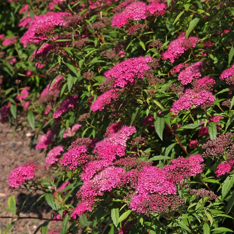 Sommerspiere Neon Flash - Spiraea japonica (Hafen)