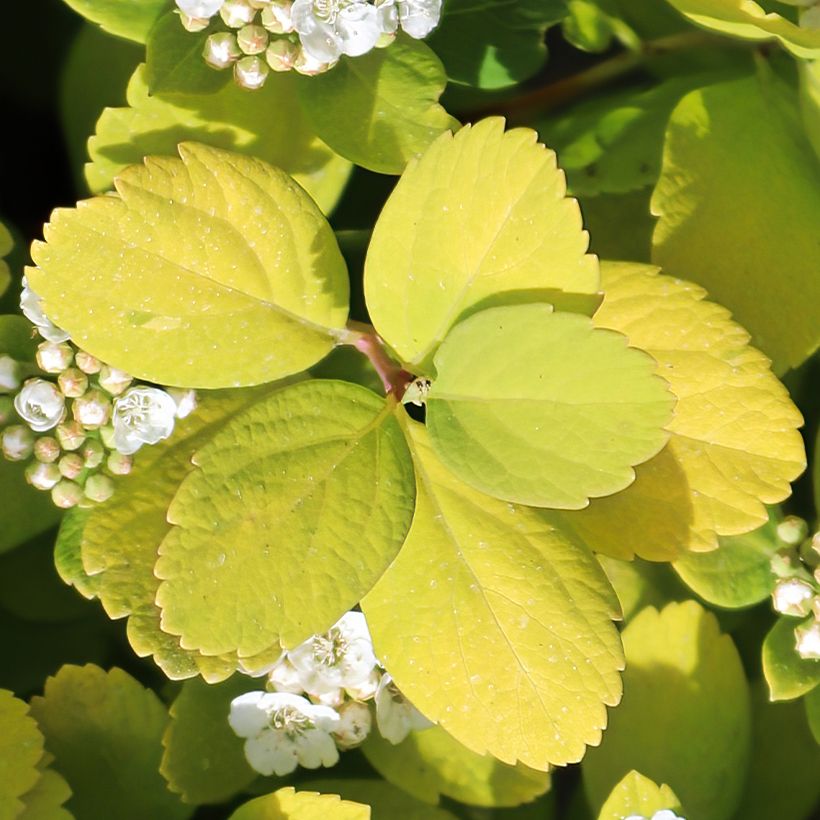 Birkenblättrige Spiere Island - Spiraea betulifolia (Laub)