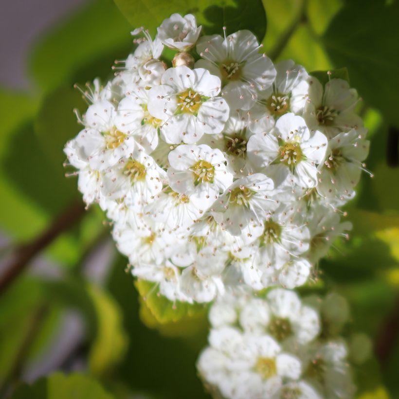 Birkenblättrige Spiere Island - Spiraea betulifolia (Blüte)