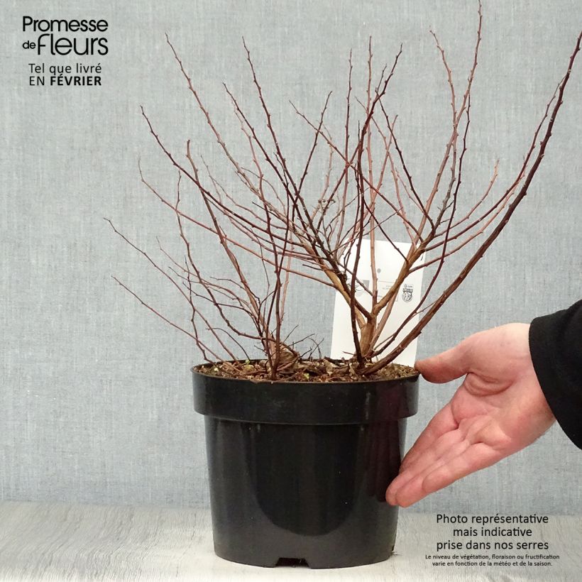 Exemplar von Spirée à feuilles de bouleau Tor Gold - Spiraea betulifolia Pot de 3L/4L wie im Winter geliefert