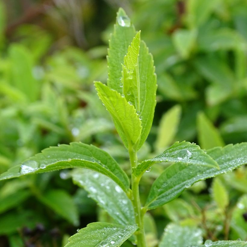 Sommerspiere Albiflora - Spiraea japonica (Laub)